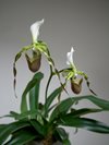 Paphiopedilum dianthum  (Orchids & more) 
